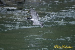 ヤマセミ　Crested Kingfisher