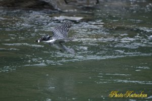 ヤマセミ　Crested Kingfisher