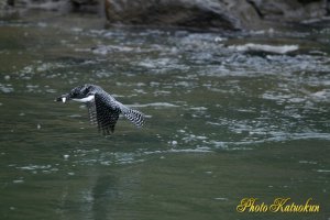 ヤマセミ　Crested Kingfisher