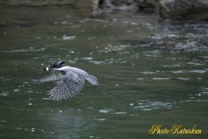 ヤマセミ　Crested Kingfisher