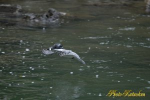 ヤマセミ　Crested Kingfisher