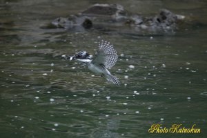 ヤマセミ　Crested Kingfisher