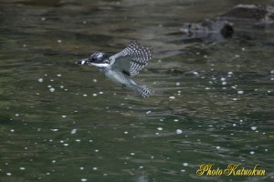 ヤマセミ　Crested Kingfisher