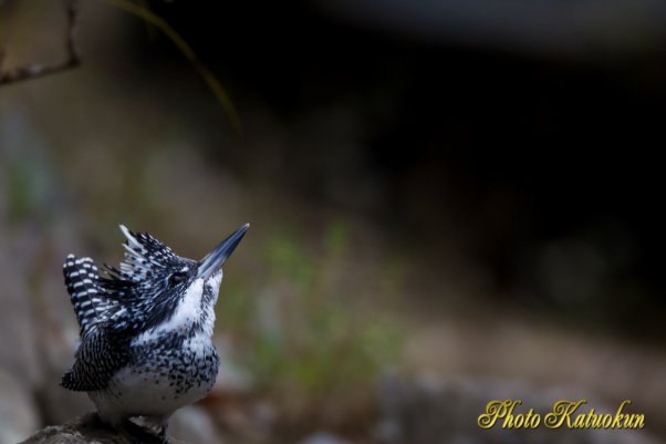 Crested Kingfisher　M-Mode ISO400 SS1/50