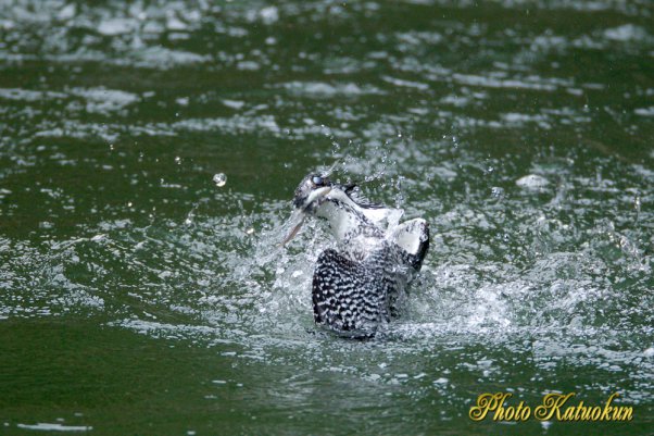 ヤマセミ　Crested Kingfisher