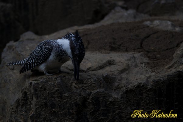 ヤマセミ　Crested Kingfisher