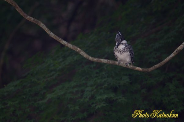 ヤマセミ　Crested Kingfisher