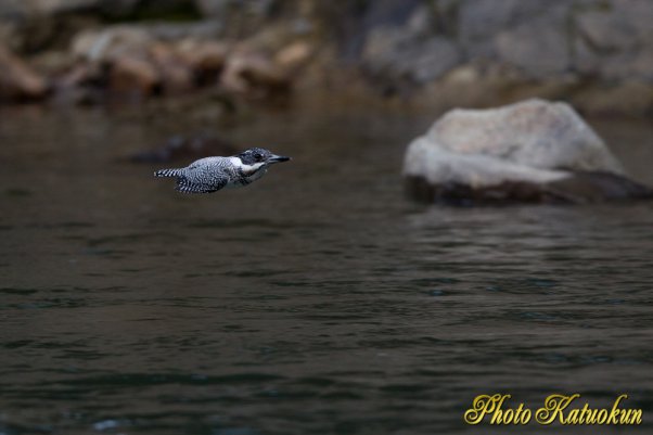 ヤマセミ　Crested Kingfisher　428