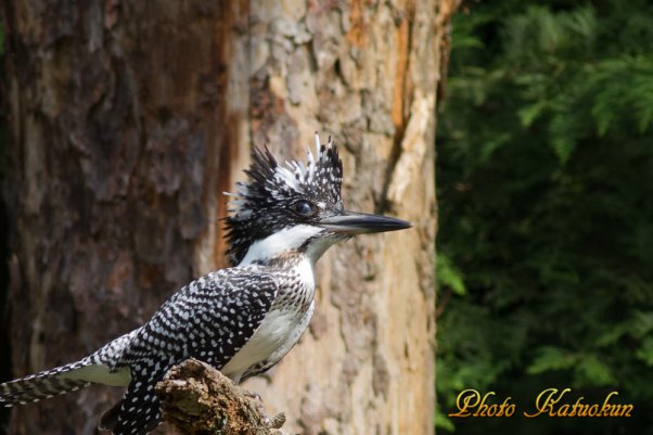 ヤマセミ　Crested Kingfisher　　　