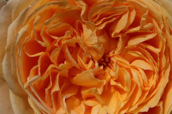 ※クラウンプリンセス　マルガリータ　Crown Princess Margareta