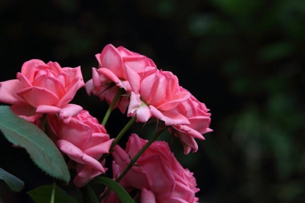 ラ　ローズ　ドゥ　モリナール　La Rose de Molinard　　※EF70-200 F2.8L IS II USM