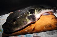 Japanese pufferfish "TORAFUGU"