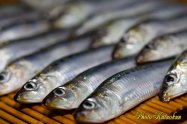 Sardine