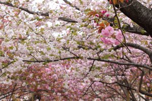 OSAKA ZOUHEIKYOKU Cherry Blossom Viewing 2011 
