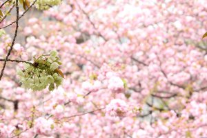 OSAKA ZOUHEIKYOKU Cherry Blossom Viewing 2011 