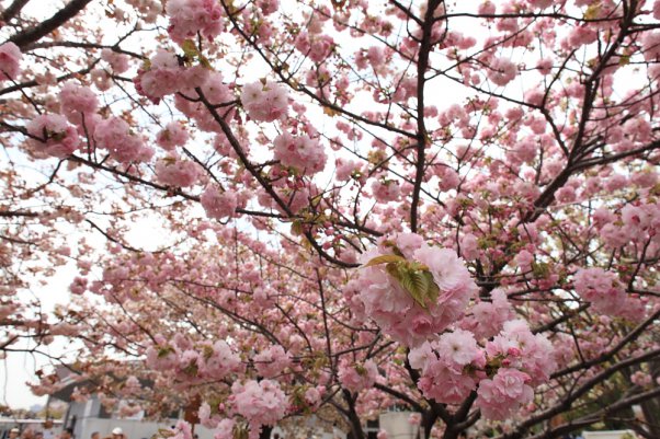 OSAKA ZOUHEIKYOKU Cherry Blossom Viewing 2011 