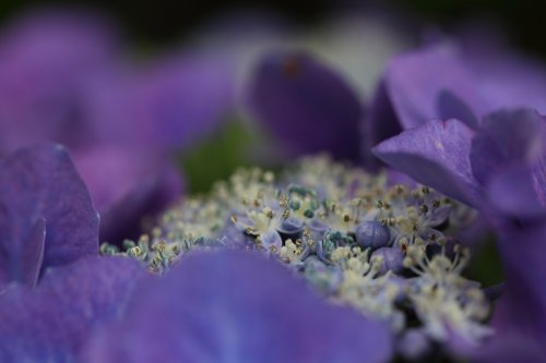 Hydrangea