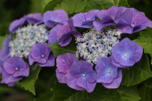 Hydrangea