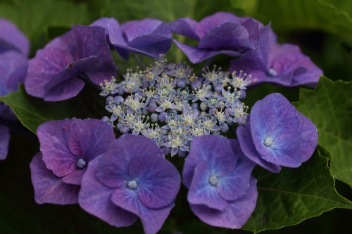 Hydrangea