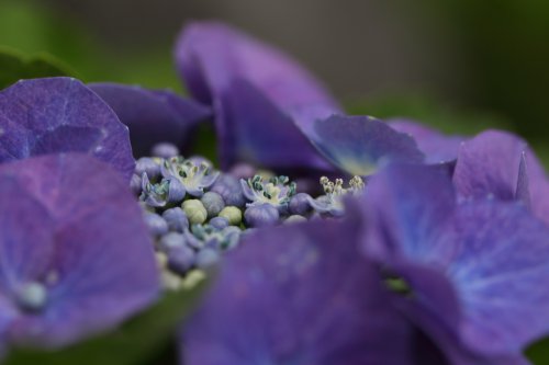 Hydrangea