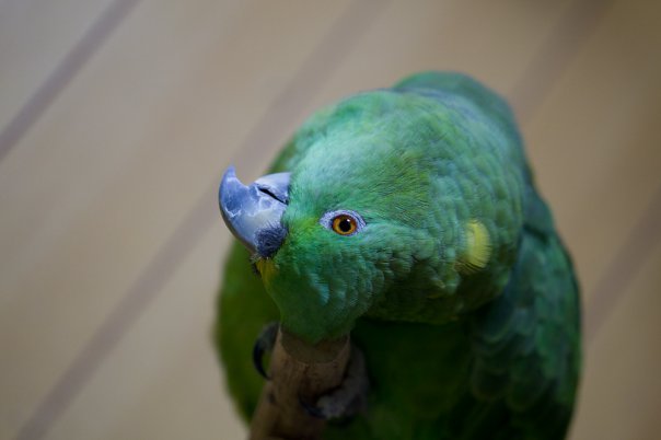 Yellow-naped amazon  GIN 1998-2011