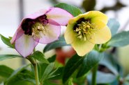 Hellebores