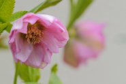 Hellebores