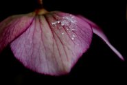 Hellebores