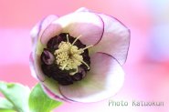 Hellebores