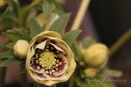 Hellebores