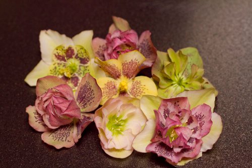 Hellebores　2009