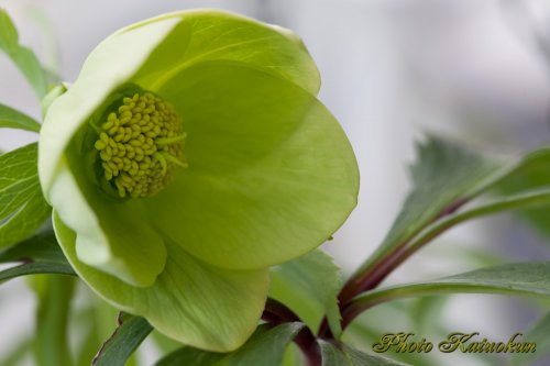 Hellebores