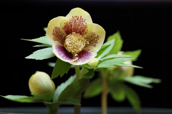 Hellebores