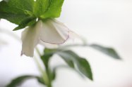 Hellebores