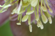 Hellebores