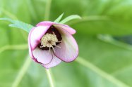 Hellebores