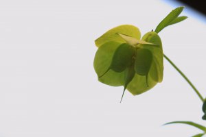 Hellebores　Seed