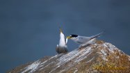 Little Tern