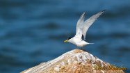 Little Tern