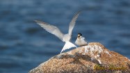 Little Tern