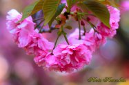 Cherry blossoms Japan Osaka ZOUHEIKYOKU