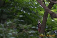 White-backed Woodpecker　オオアカゲラ