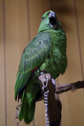 キエリボウシインコ　ギン　あくび