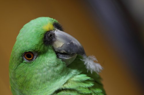 Yellow-naped Parrot. Name--GIN