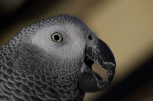 AfricanGrayParrot. Name-PINGU