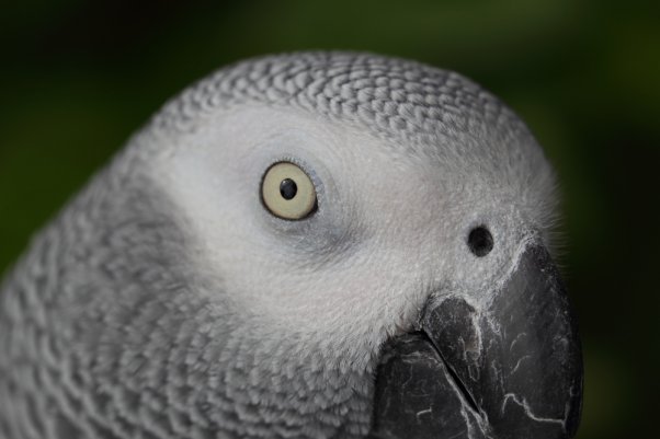 ピングー　（ヨウム　African Grey Parrot）