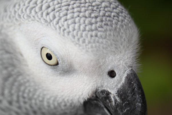 ピングー　（ヨウム　African Grey Parrot）