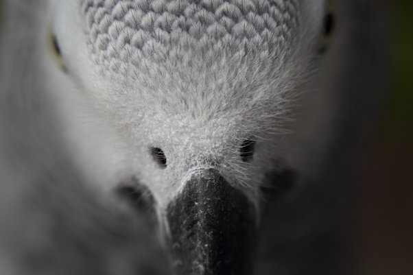 ピングー　（ヨウム　African Grey Parrot）