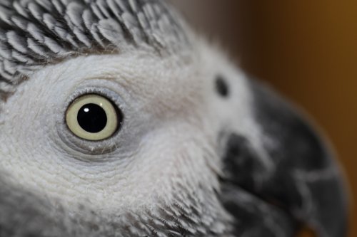 African Grey Parrot