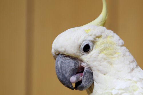 Lesser Sulphur-crested cockatoo